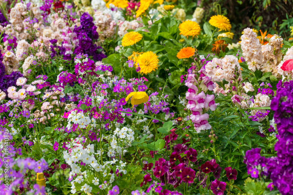 Obraz premium Bright and vivid spring flowers nature background