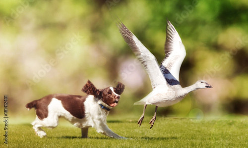 Fotografie Dog Chasing Bird in Field