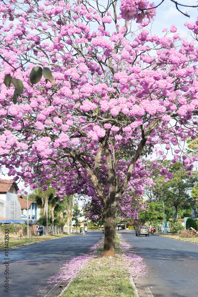 O ipê-rosa (Handroanthus impetiginosus) é uma árvore brasileira, que floresce abundantemente de Junho a Agosto, e prefere climas mais quentes.
