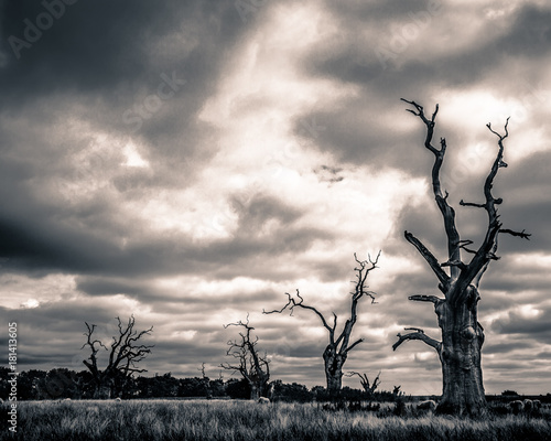 Mundon Petrified Oak Trees in a Field photo