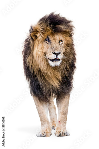 Fototapeta Naklejka Na Ścianę i Meble -  Isolated Famous Lion Scar
