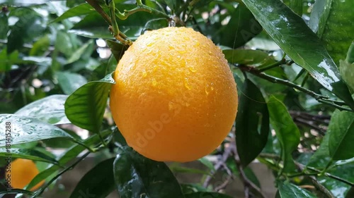 Wallpaper Mural Orange tree under rain, closeup. Torontodigital.ca