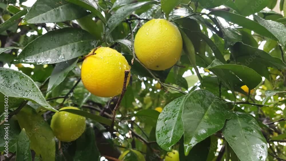Orange tree under rain, closeup.