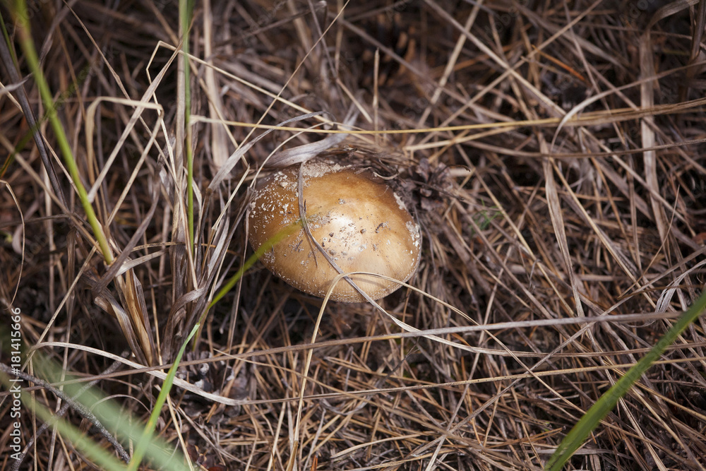 Mushroom in the forest Mushroom in the forest