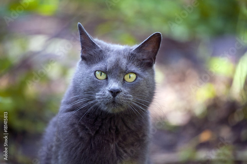A very serious gray cat is walking