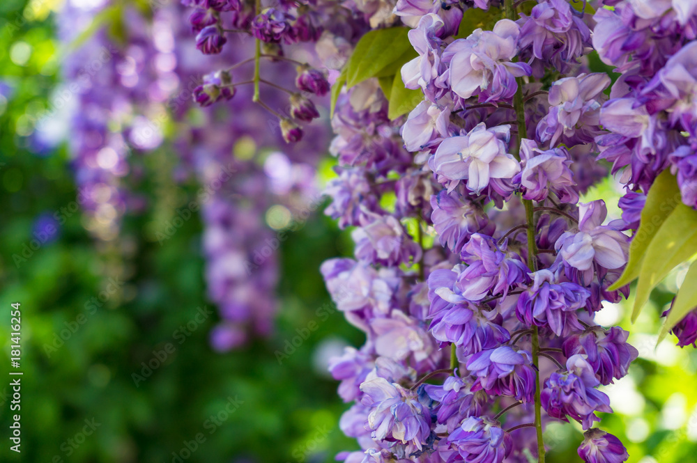 Delicate purple wysteria flowers nature background Delicate purple wysteria flowers nature background