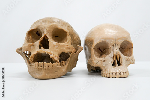 Human skull on the white background