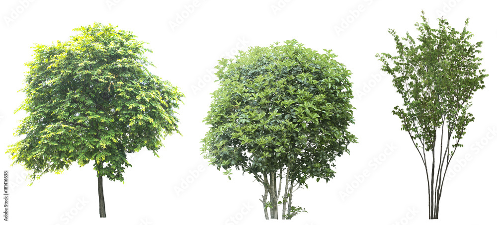 Fototapeta premium Set of trees isolated on white background