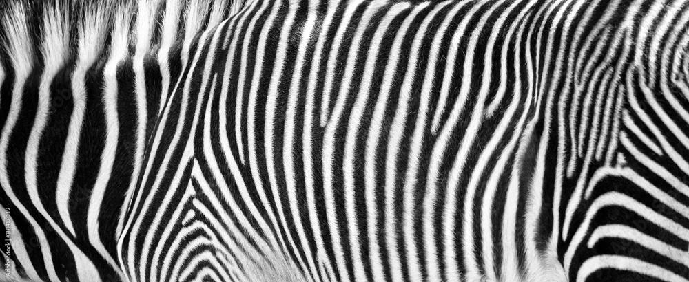 Zebra Print Black and White Horizontal Crop - obrazy, fototapety, plakaty 