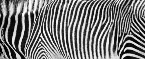 Zebra Print Czarno-białe poziome przycięcie
