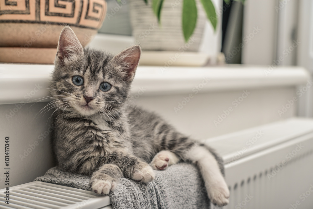Cute little grey kitten - obrazy, fototapety, plakaty 