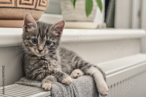 Fototapeta Naklejka Na Ścianę i Meble -  Cute little grey kitten