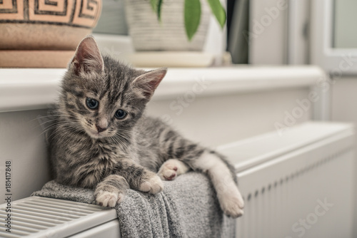 Fototapeta Naklejka Na Ścianę i Meble -  Cute little grey kitten