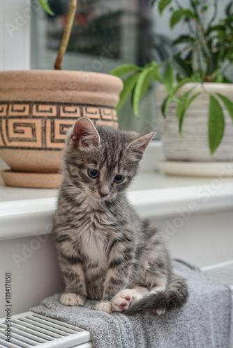 Fototapeta Naklejka Na Ścianę i Meble -  Cute little grey kitten