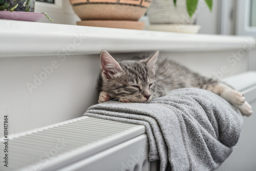 Fototapeta Naklejka Na Ścianę i Meble -  Cute little grey kitten