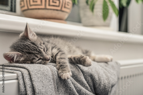 Fototapeta Naklejka Na Ścianę i Meble -  Cute little grey kitten