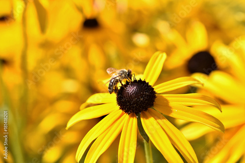 Biene auf gelber Bl  te des Sonnenhut  Rudbeckia fulgida 