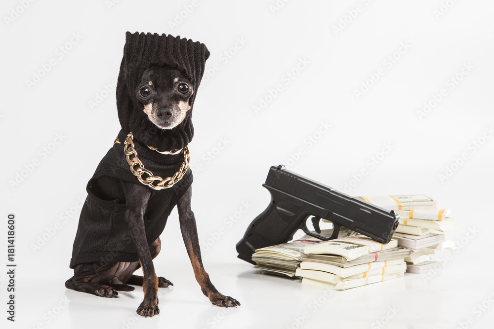 Dog gun hotsell