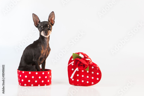 A dog in a gift box. A dog ...