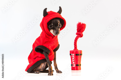 A dog with dynamite. A dog ...