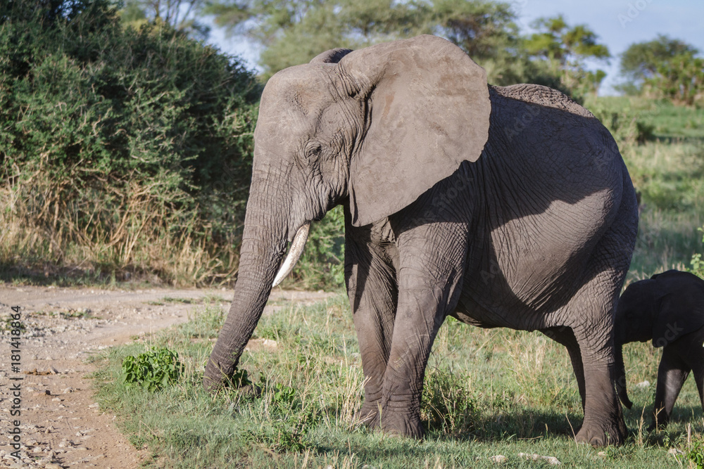 Fototapeta premium ELEPHANTS