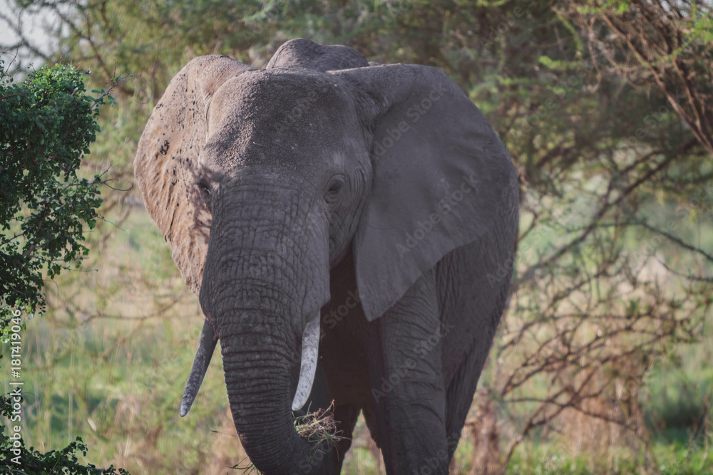 Fototapeta premium ELEPHANTS