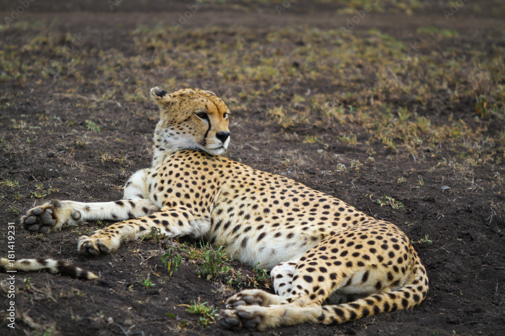 Naklejka premium Cheetah
