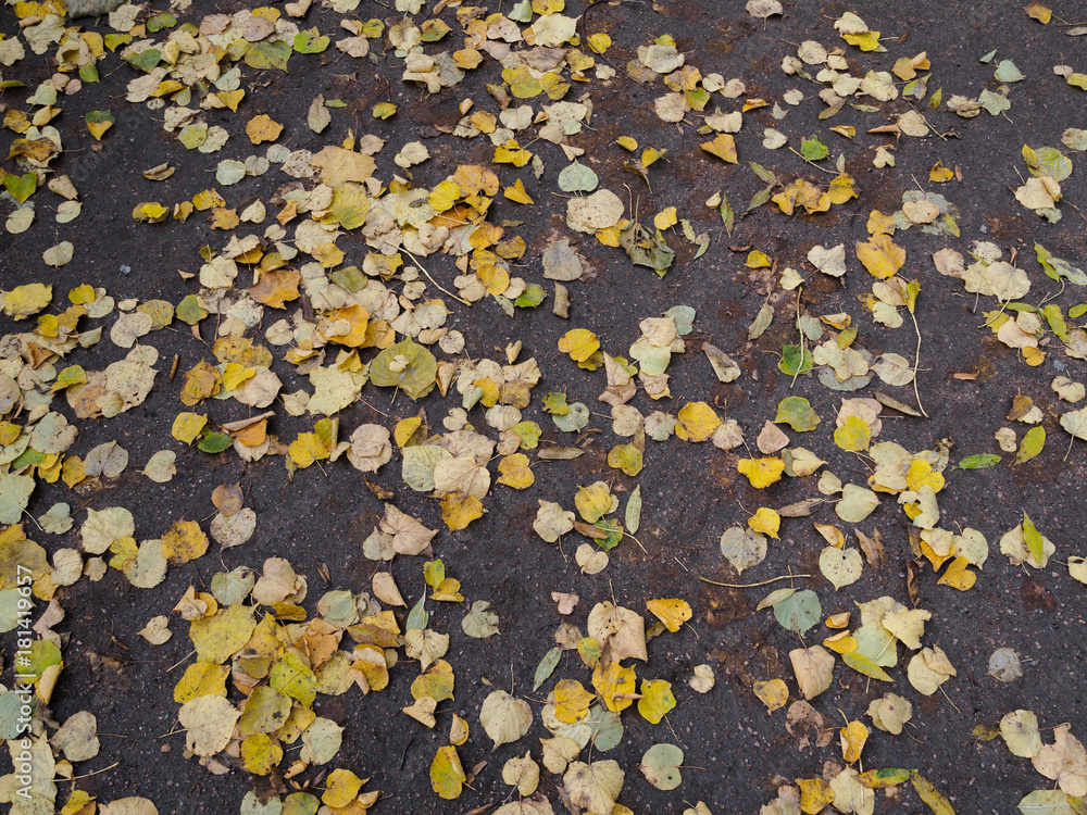 Autumn yellow leaves lying on the ground. Texture Autumn yellow leaves lying on the ground. Texture