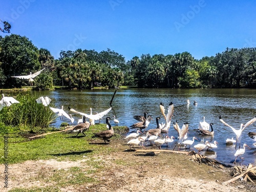 flying white birds and oak trees in the swamp photo