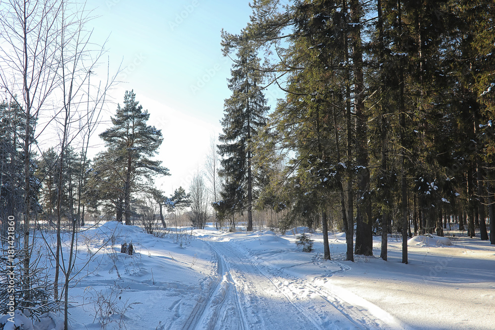 Winter forest covered with snow Winter forest covered with snow