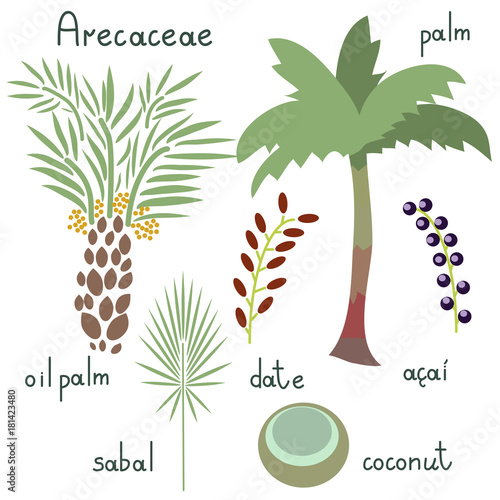 Arecaceae plants set