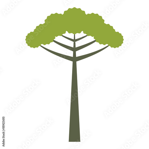 Obraz na plátne Araucaria isolated tree