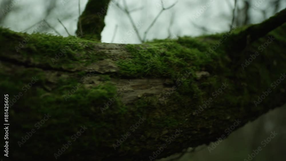 A green moss covered tree is shown as the camera pans and reveals a long trunk A green moss covered tree is shown as the camera pans and reveals a long trunk