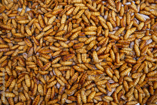 Beautiful background with dry roasted caterpillars, exotic nutrition in thai market, fried insects