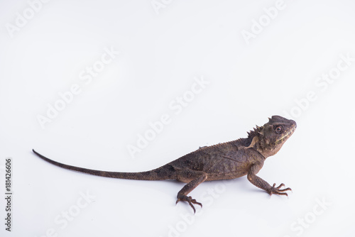 Scale-Bellied Tree Lizard on white background , Lizard of Thailand