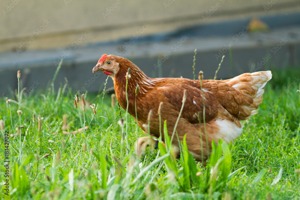 Fototapeta premium chicken