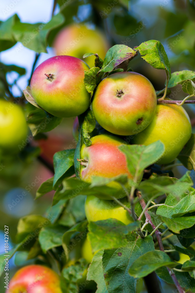 apples apples