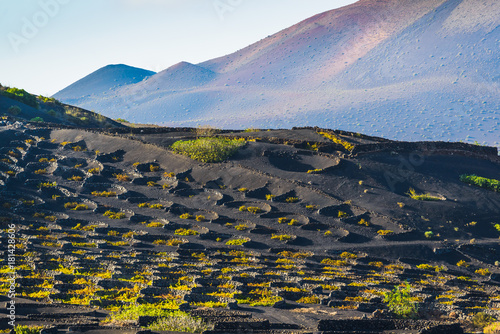 Stunning landscape with volcanic vineyards. Lanzarote. Canary Islands. Spain