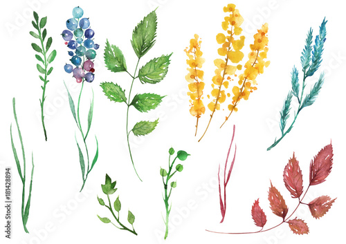 Watercolor set of plants  leaves  wild grasses  branches  berries. A branch of mimosa  autumn  summer leaves of red and green  wildflowers. Elements for decoration. On isolated white background.