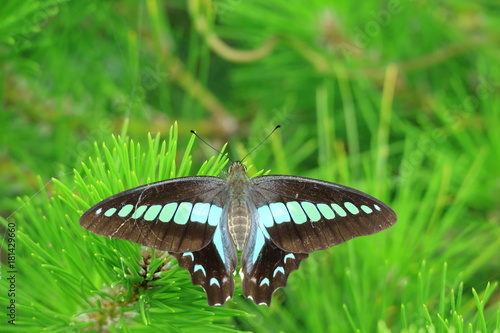 Obraz na płótnie アオスジアゲハチョウ w salonie