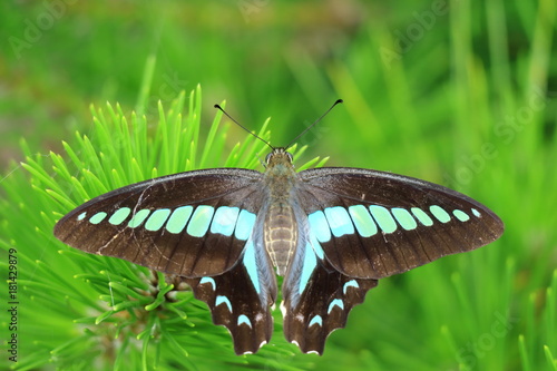 Obraz na płótnie アオスジアゲハチョウ w salonie