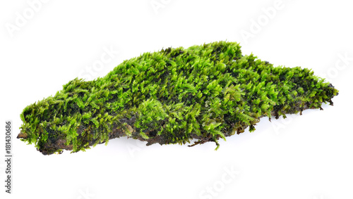 Green moss isolated on white bakground