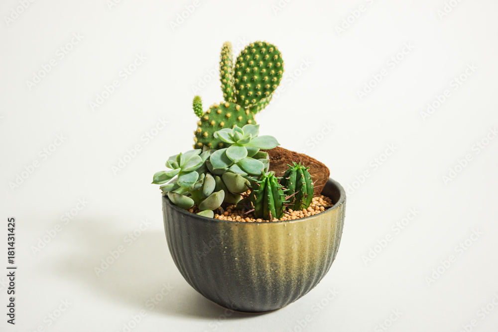 日本の観葉植物 多肉植物とミッキーマウスの形をしたサボテン Stock 写真 Adobe Stock