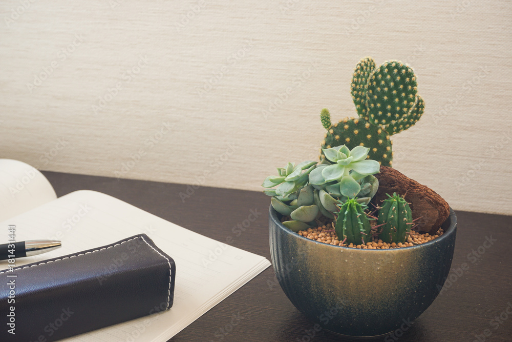 日本の観葉植物 多肉植物とミッキーマウスの形をしたサボテン Stock 写真 Adobe Stock