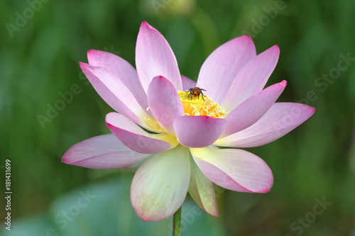Obraz na płótnie 蓮の花とスズメバチ w salonie