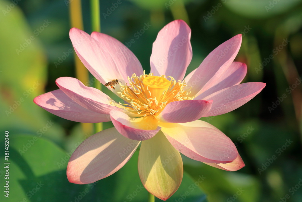 蓮の花とミツバチ