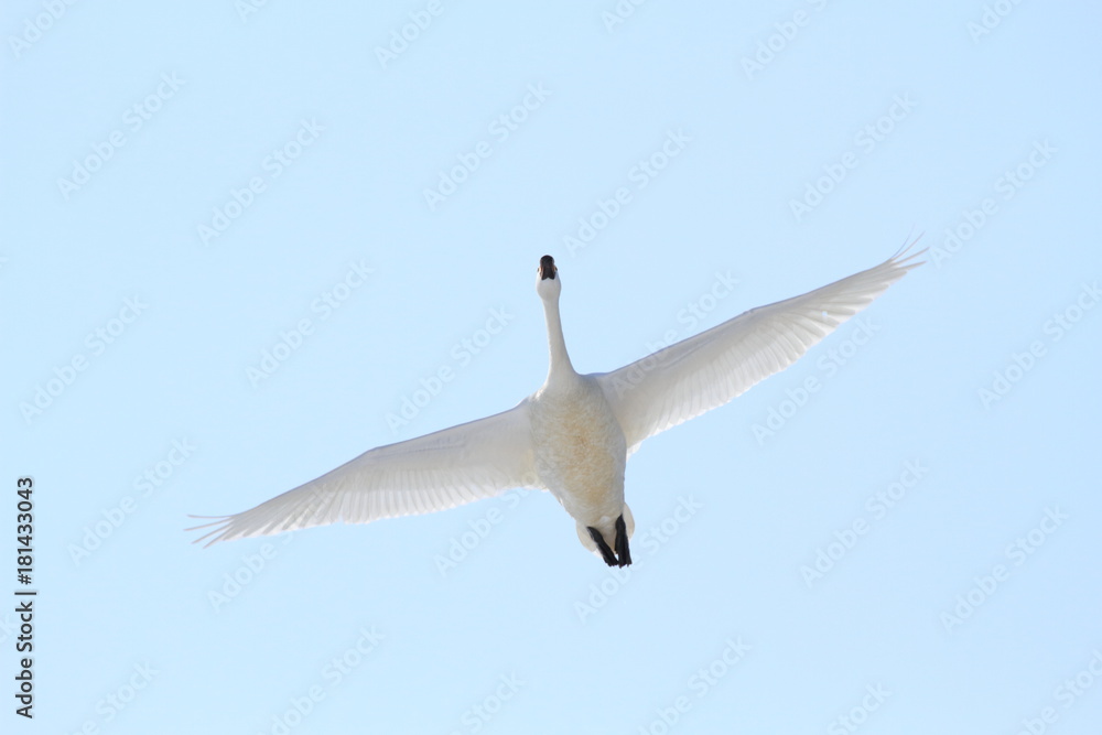 Obraz premium 飛ぶ白鳥 Swan flying 