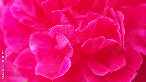 Macro close up bright red pink Rosa × damascena or damask rose (Gole Mohammadi) flower dense petal, abstract background