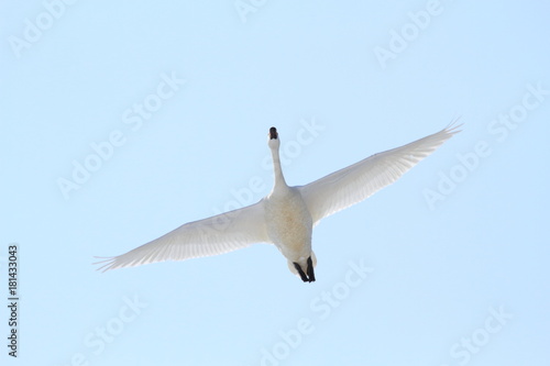                Swan flying 
