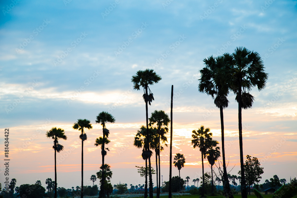Obraz premium Silhouette sunrise in the rice palm plantation